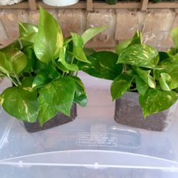 💚 Pothos 💚