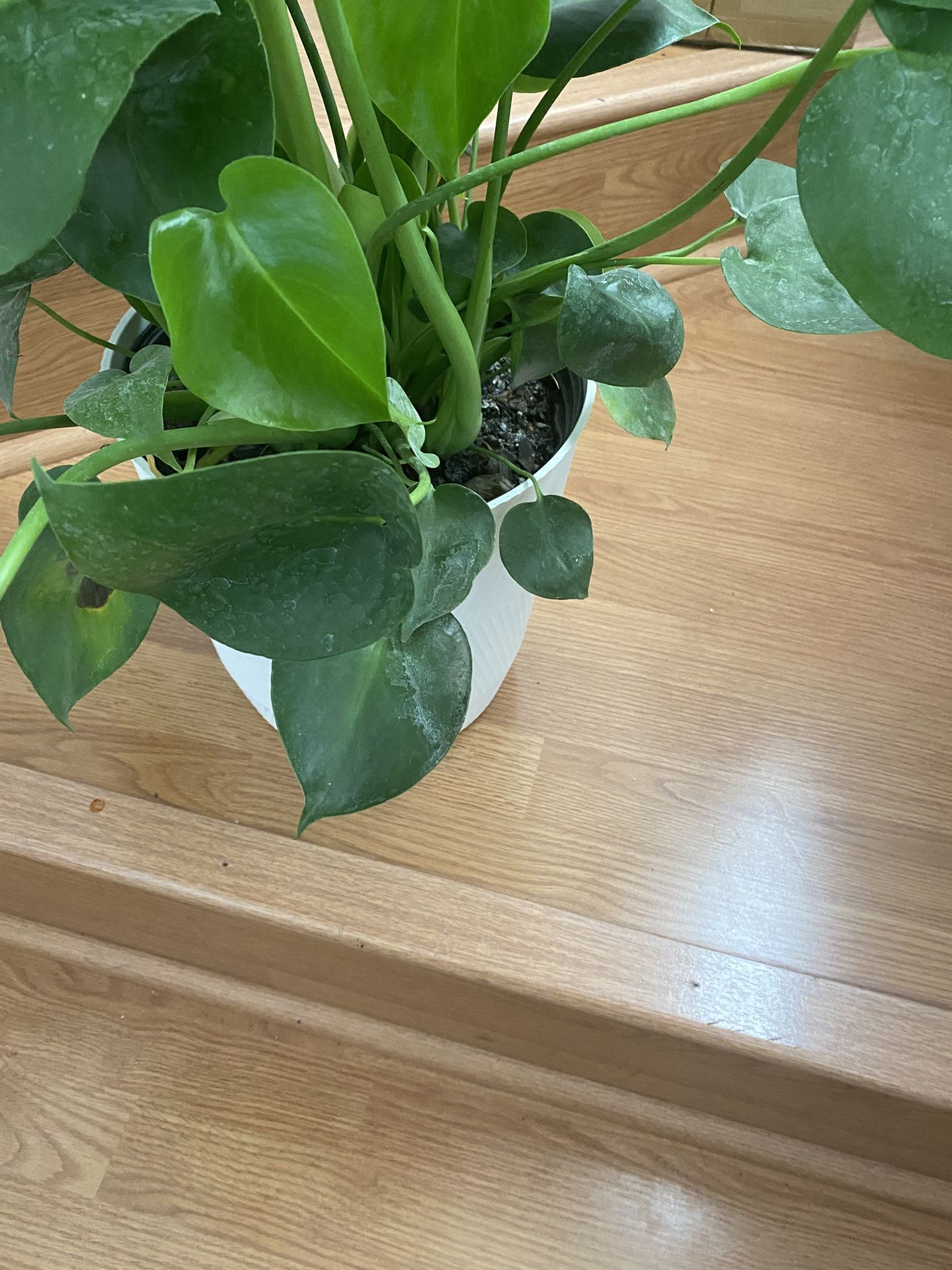Monstera Live Plant 30.00 3feet Tall