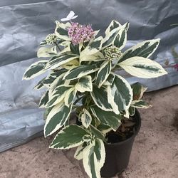 Hydrangea