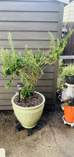 Live outdoor Cathedral Ivy (Hedera Helix Erecta) tree plant in a textured ceramic planter pot—firm price