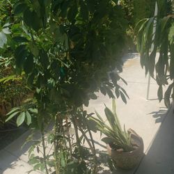 Out Door Tree