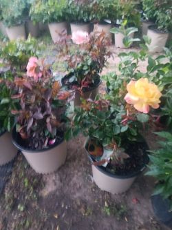 Rosas Y Mas