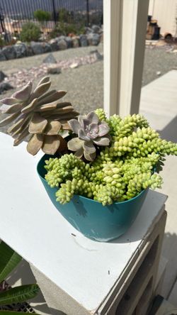 Decorative succulents