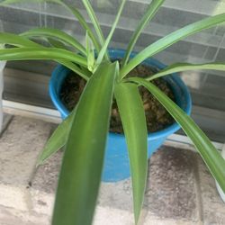 Plant  spider - man!   Please 