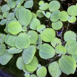 Water Lettuce For Aquarium