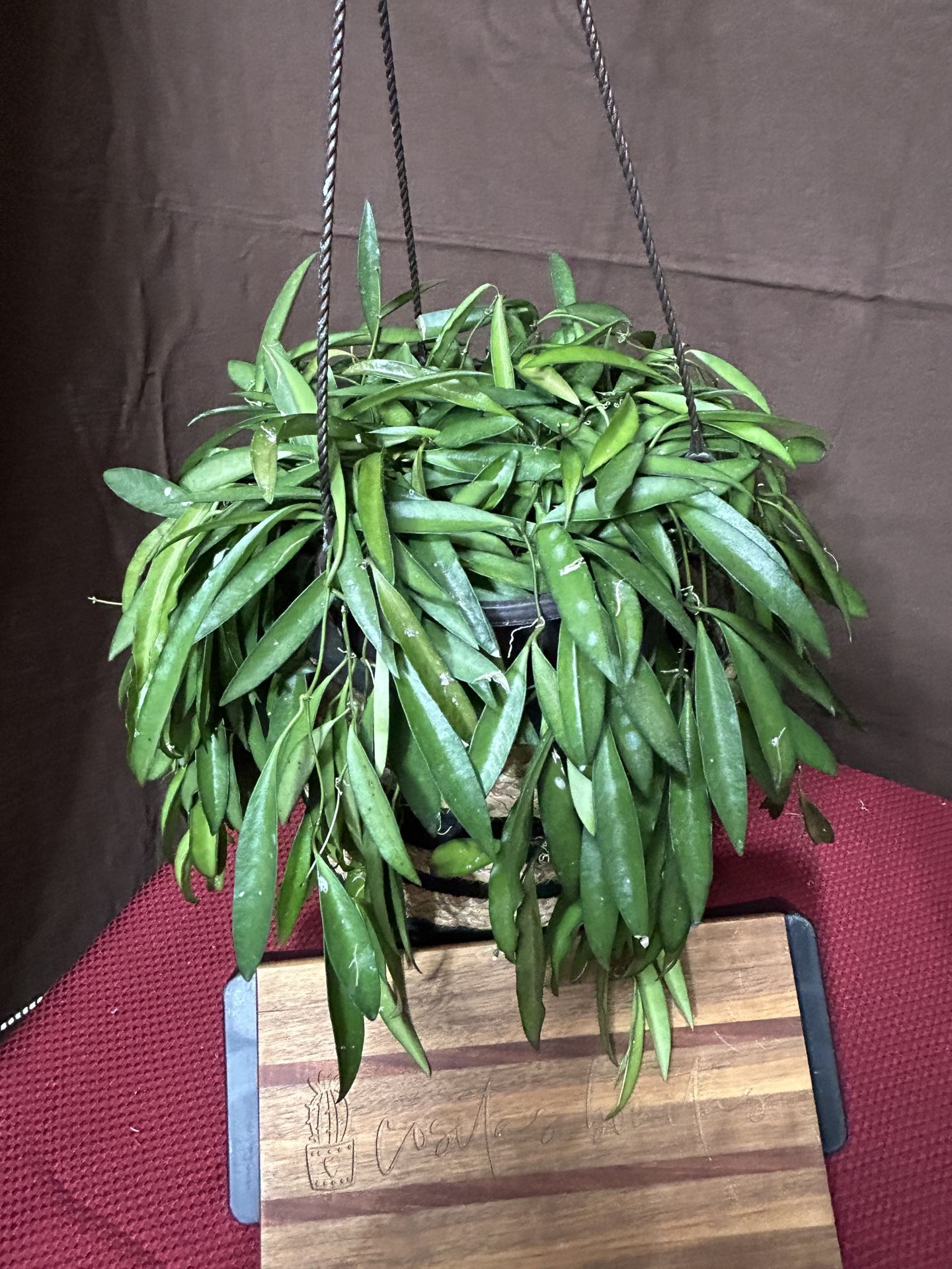 Hoya Wayetti Plant ~ Sold by Cositas Bonitas