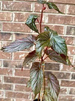 Begonia plant 28” tall