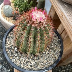 Melocactus In 3 Gallon Pot $50