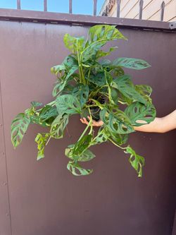 6” monstera adansonii wide form