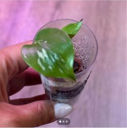 Monstera Bulbasaur tissue culture