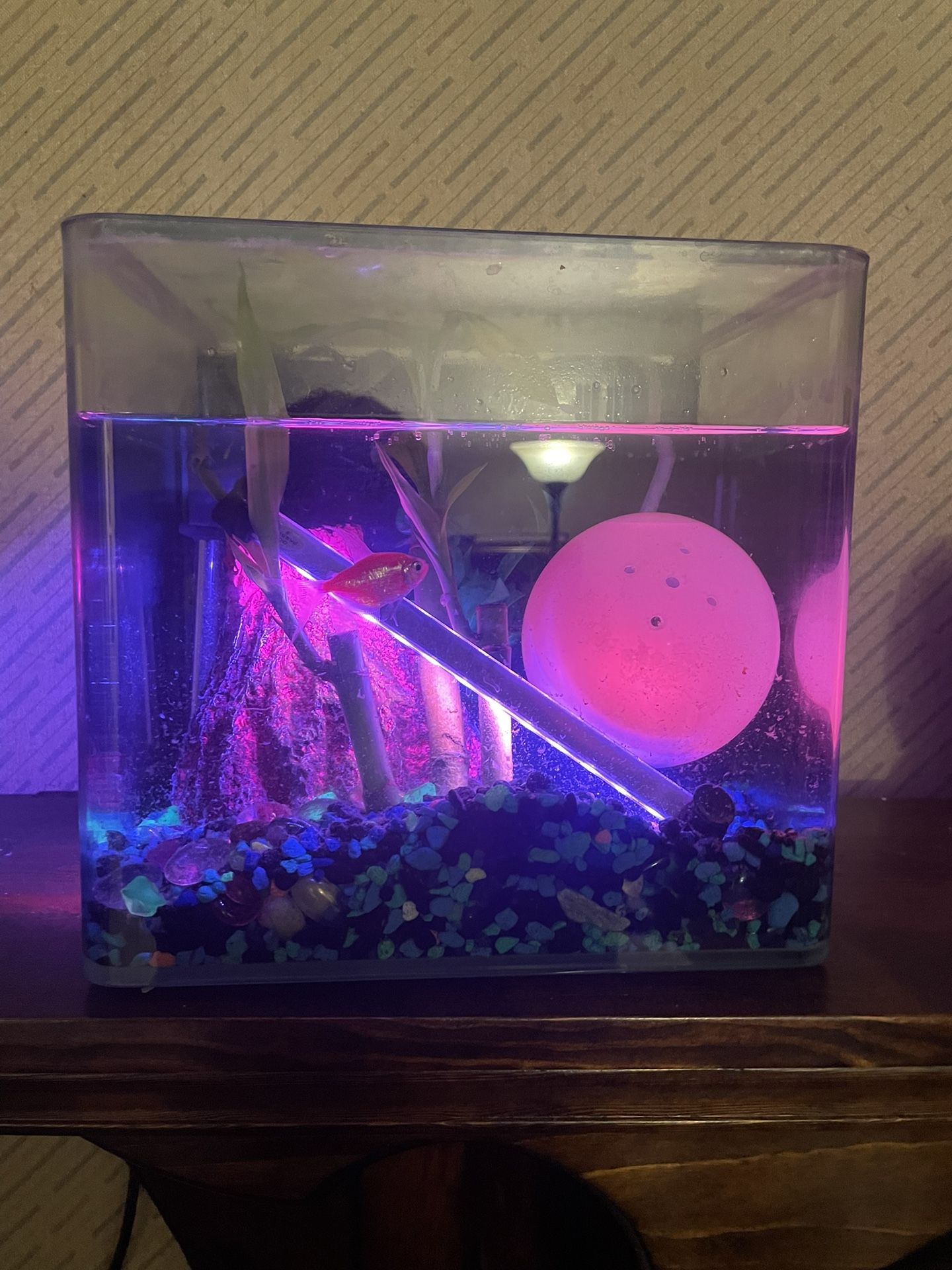 Small Aquarium