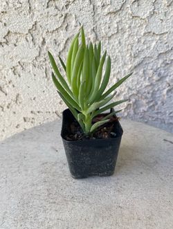 2 Inch Pot Succulent Plant - Narrow Leaf Chalksticks -Senecio Vitalis - Rooted & Established - Drought Resistant- 🪴Baby Bridal Shower Favors