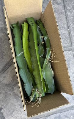 10 Dragon Fruit Cutting Size 8-14”