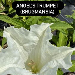 🌼 Angel’s Trumpet (Brugmansia)