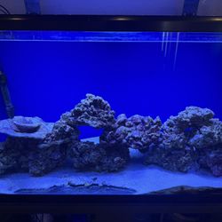 80 Gallon Salt water fish Tank