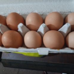 Free range brown eggs