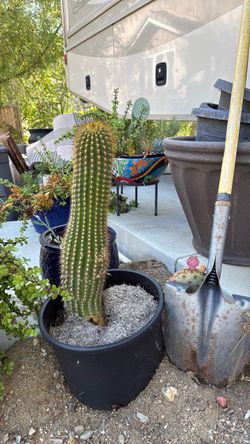 Cactus