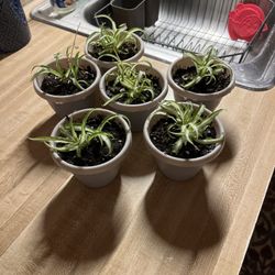 Real Live Healthy Spider Plants