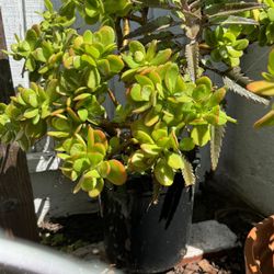 Jade Tree Succulent 