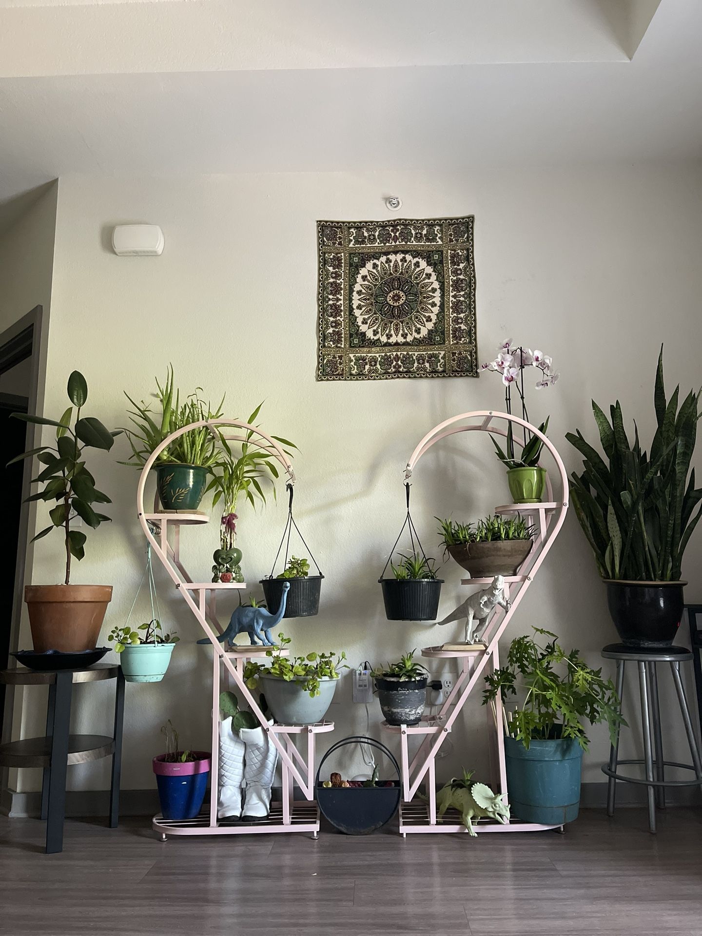 Indoor plants Collection For Sale