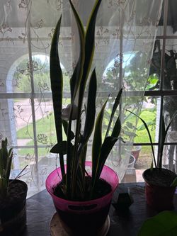 Large Variegated Snake Plant with white rose in Pink Pot