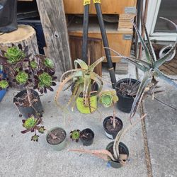 Plants all for $20