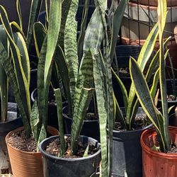Snake Plants 