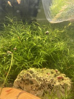 Guppy Grass 