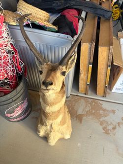 Pronghorn Antelope Taxidermy Shoulder Mount