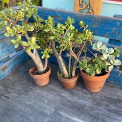 Succulents 