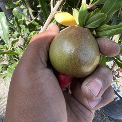 Pomegranates Tree ( With Fruit )