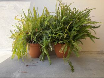 2 Giant Ferns