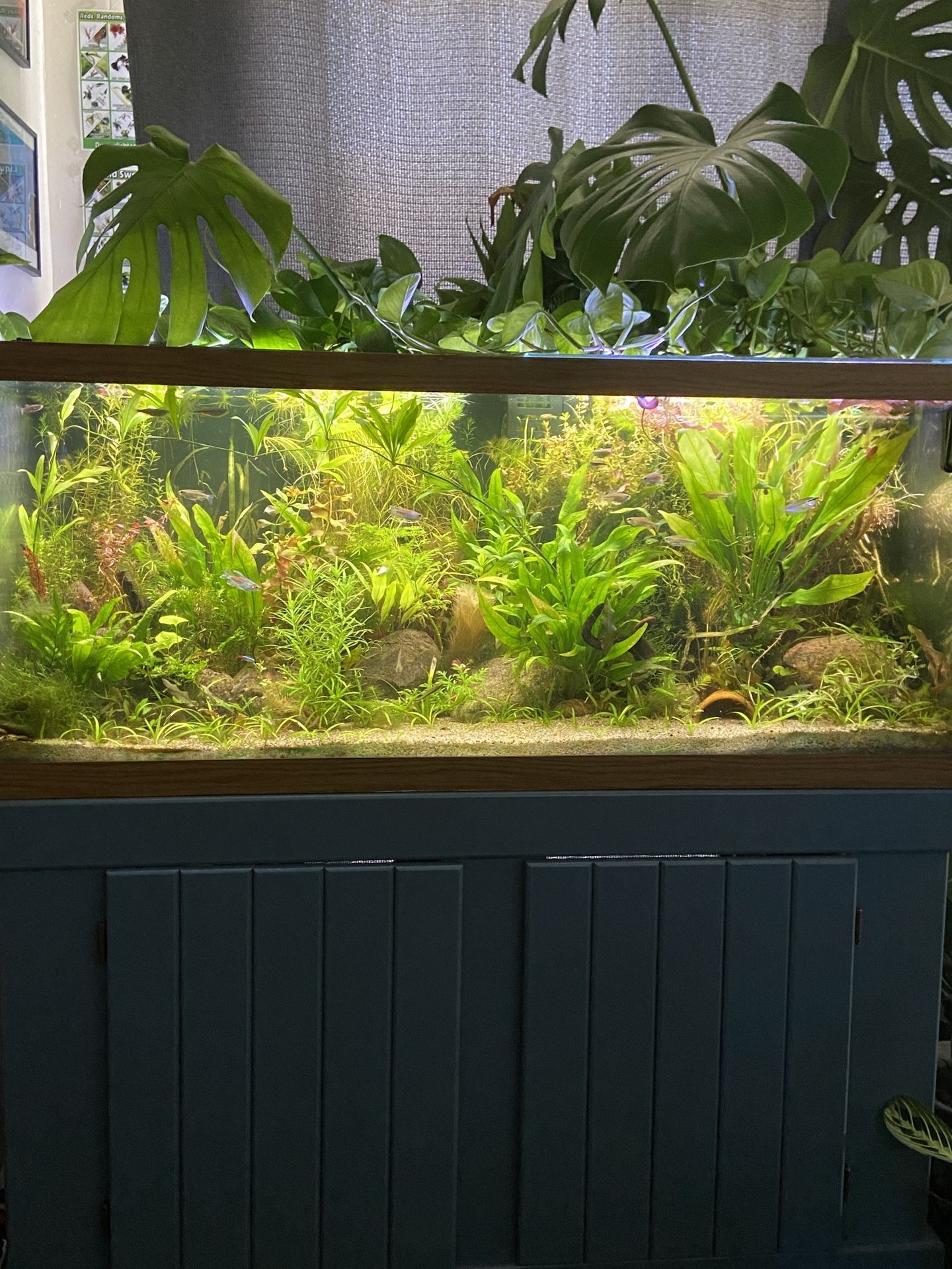 Huge Aquarium Plant Variety Pack