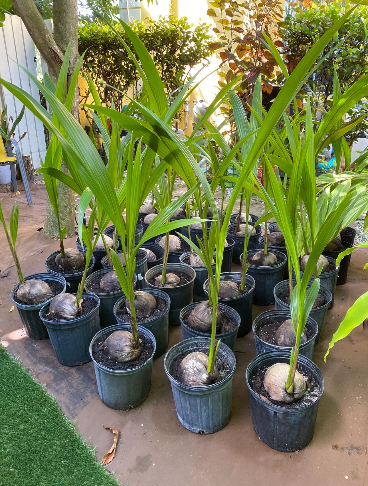 Dwarf Coconut Trees