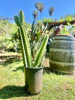 Cactus/ cacti Cereus hildmannianus which Fruits and Flowers!