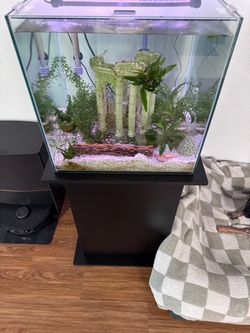 Cubed frameless aquarium setup