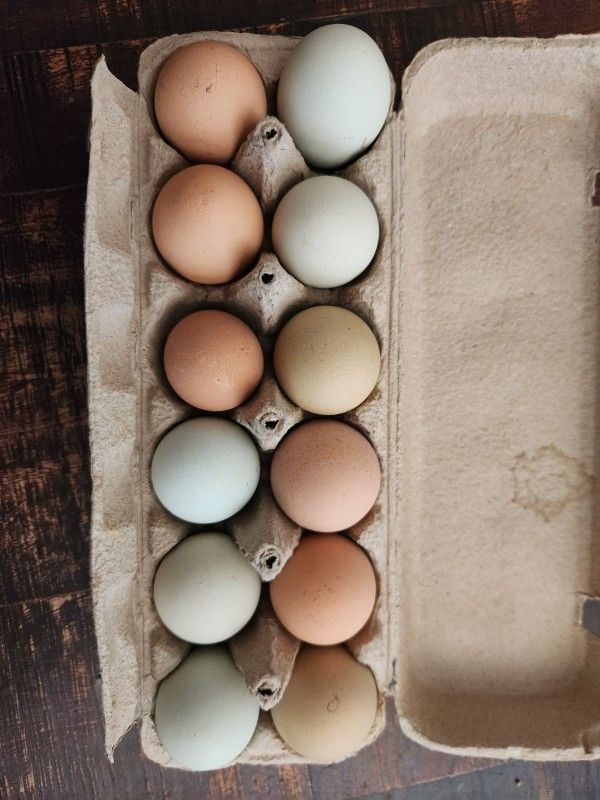 Fresh Eggs