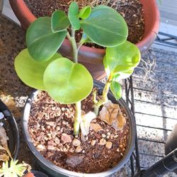 Peperomia