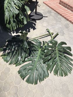 GIANT MONSTERA LEAVES