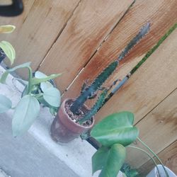Euphorbia