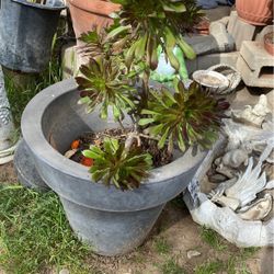 Succulent Plant With Big Vase 
