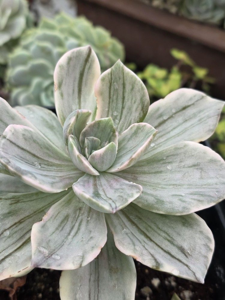 Variegated Echeveria Korean Imported Pick Up In Upland Fully Rooted And Strong