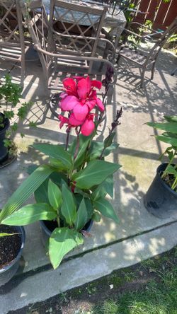 Red or yellow Lilly