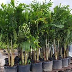 Spectacular Christmas Palms 6 Feet Tall!!! Fertilized!!! Adonidias Plants 