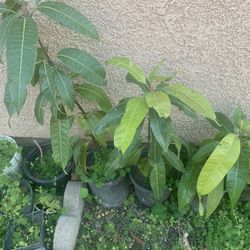 Mangoes Plants $25 And 30$ Each I Have 10