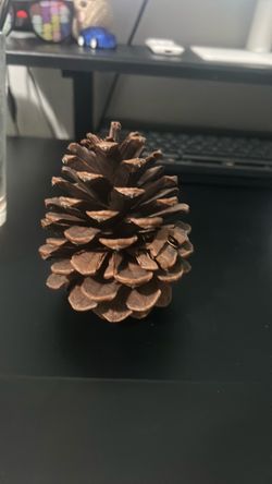 Pine cone from the Dinosaue era
