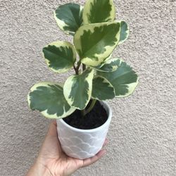 Beautiful Variegated Peperomia Plant With Pot