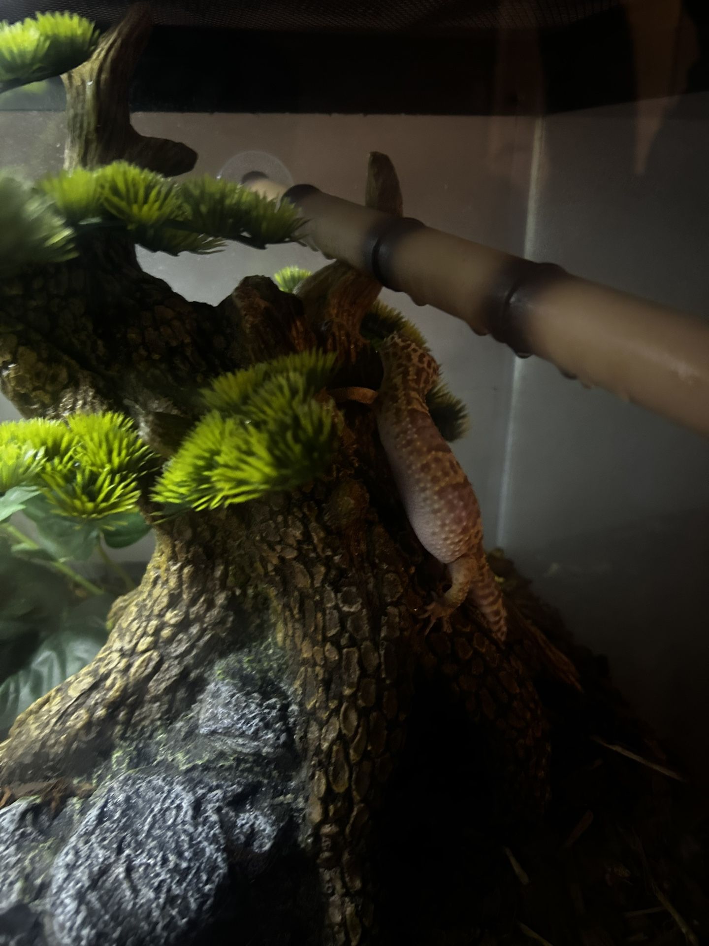Leopard Gecko W/ Tank 