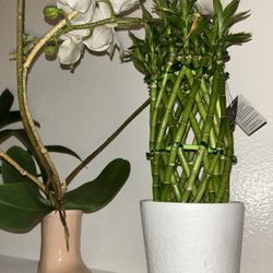 Bamboo Plant 