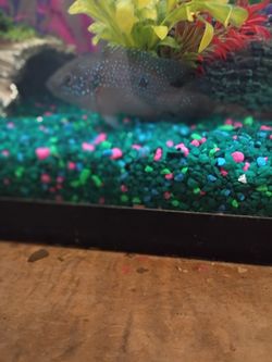 Fish Tank 40 Gallon